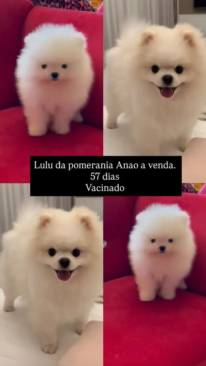 Cachorro