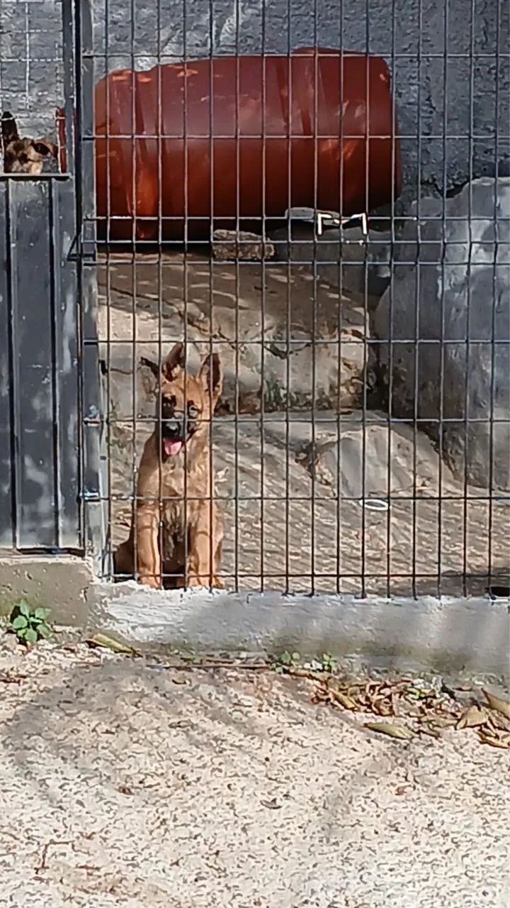 Pastor-belga -malinois - Foto 3