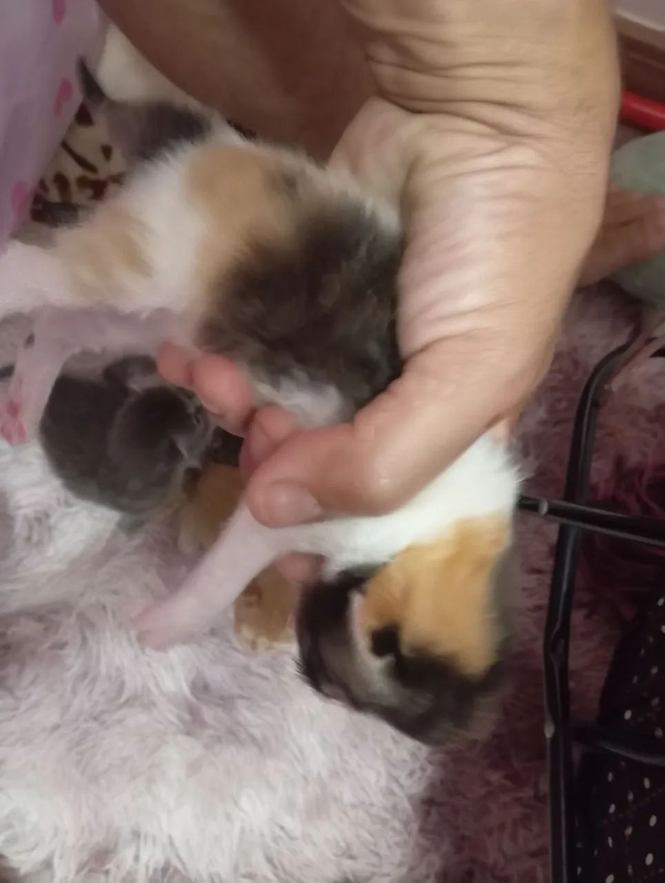 Gato persa  - Foto 2