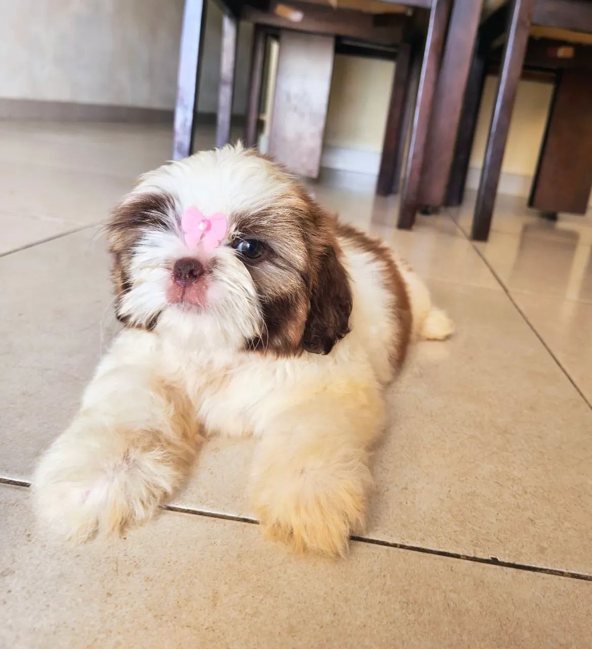 Shih Tzu Fêmea fígado micro - Foto 4