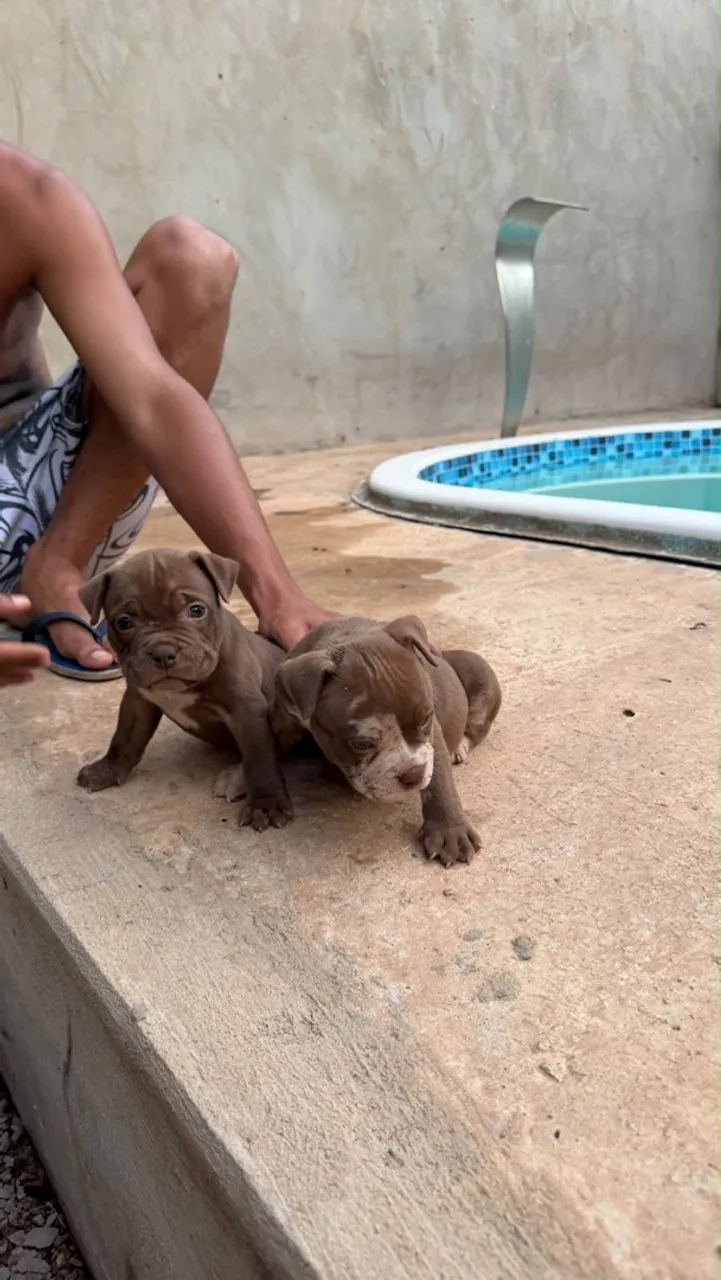 Filhotes american bully  - Foto 3