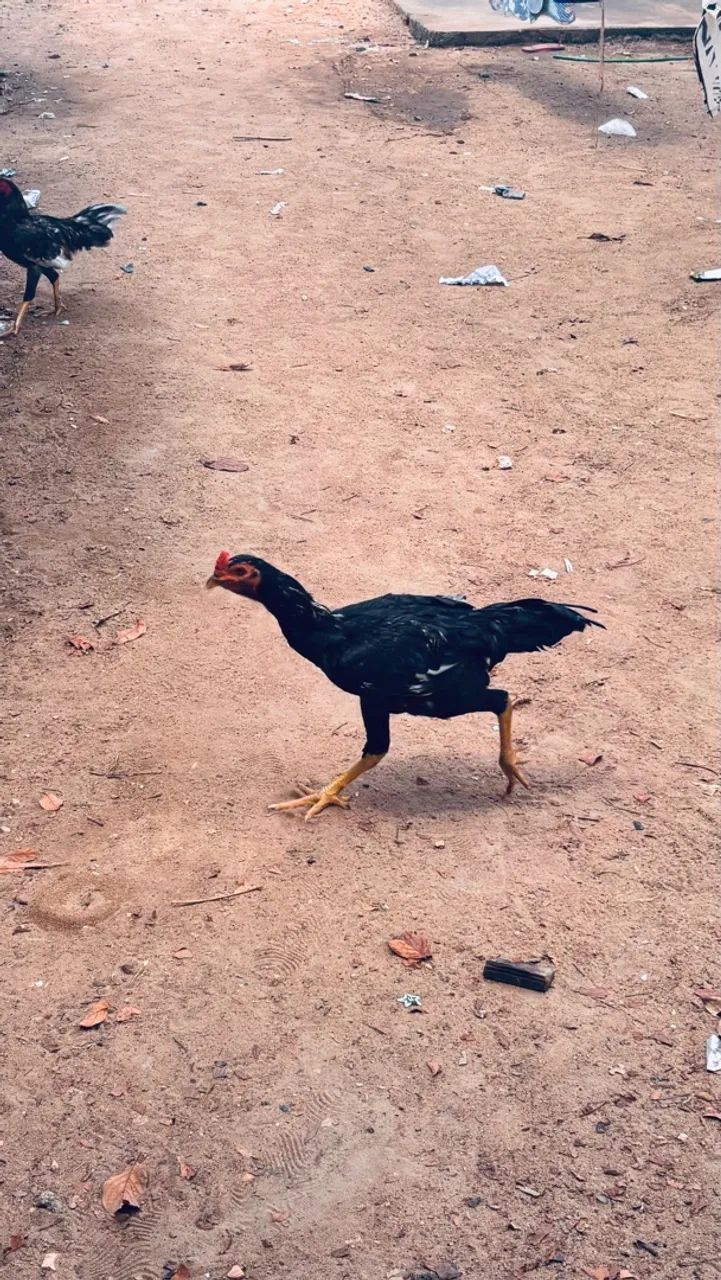 Vende-se frango caipira ( macho) - Foto 2