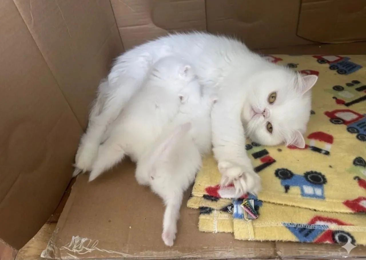 Lindos gatos persa - Foto 4