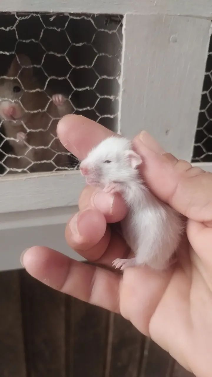 Filhotes de hamster 