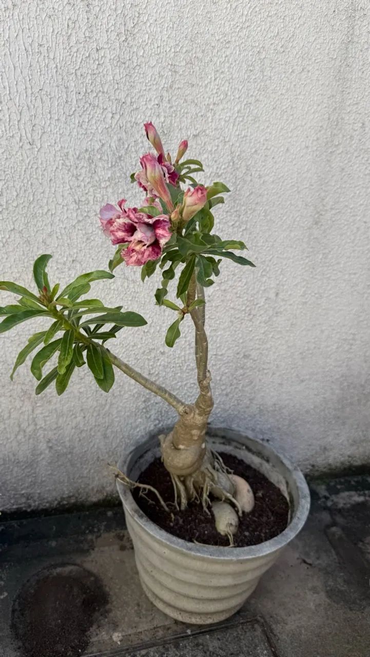 Plantas - Foto 2