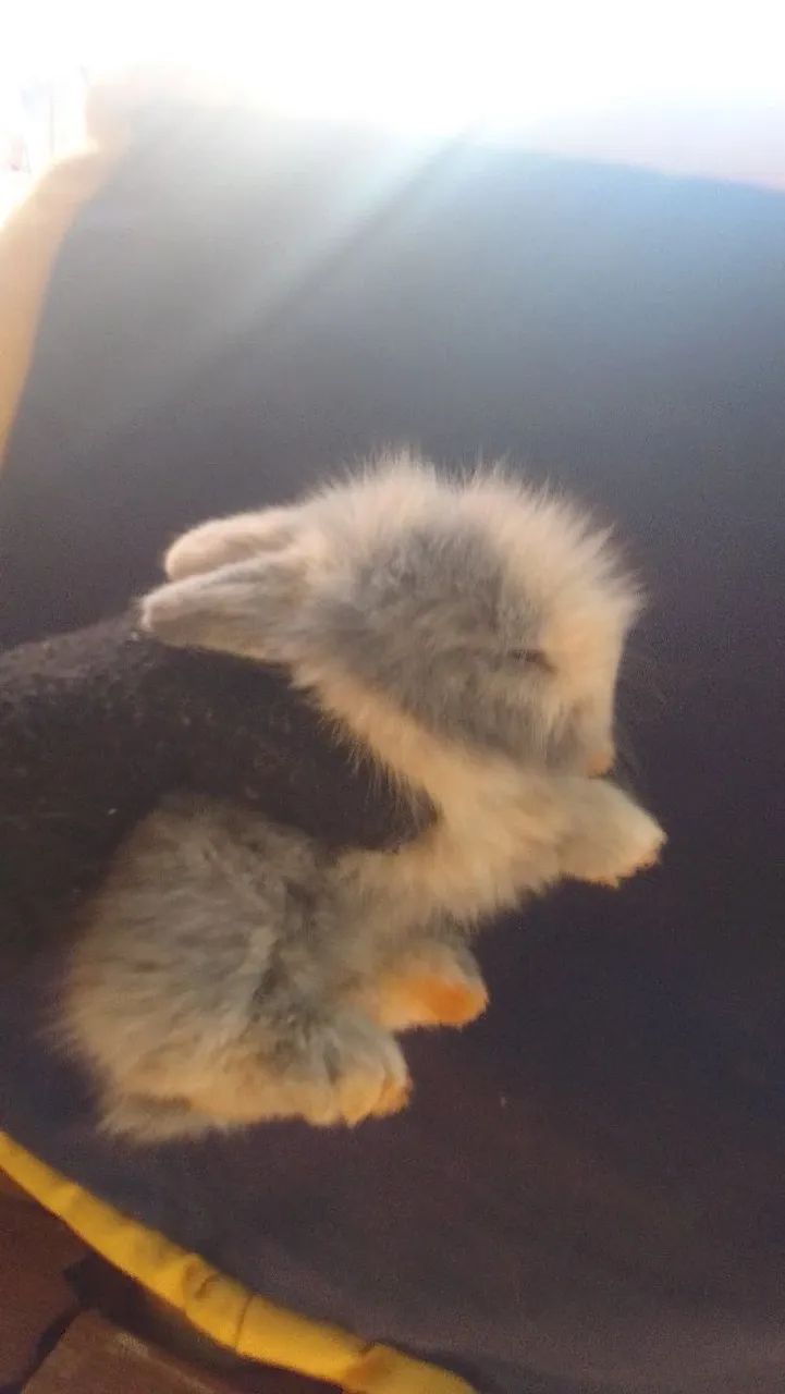 Coelhos  - Foto 3