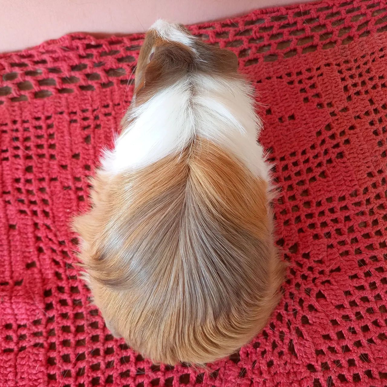 Porquinho da Índia Sheltie pelos Longos  - Foto 4