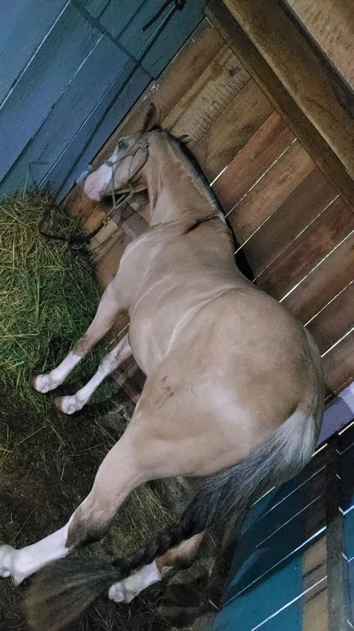 Cavalo baio bragado capado confirmado - Foto 4