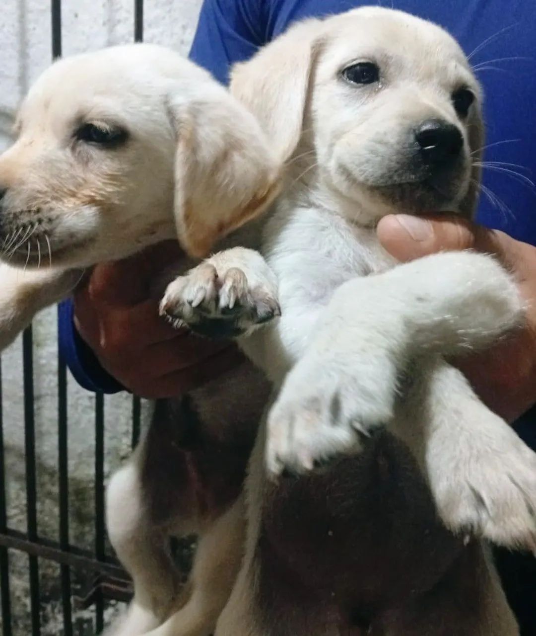 Filhotes de Labrador Retriever  - Foto 3