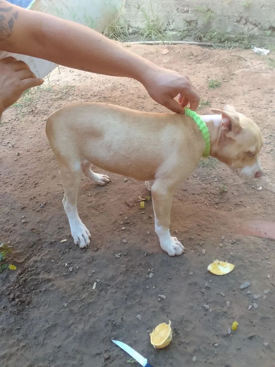 Vendo cachorra pitbull  - Foto 2