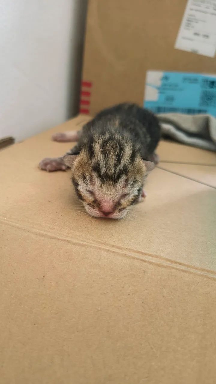 Gato