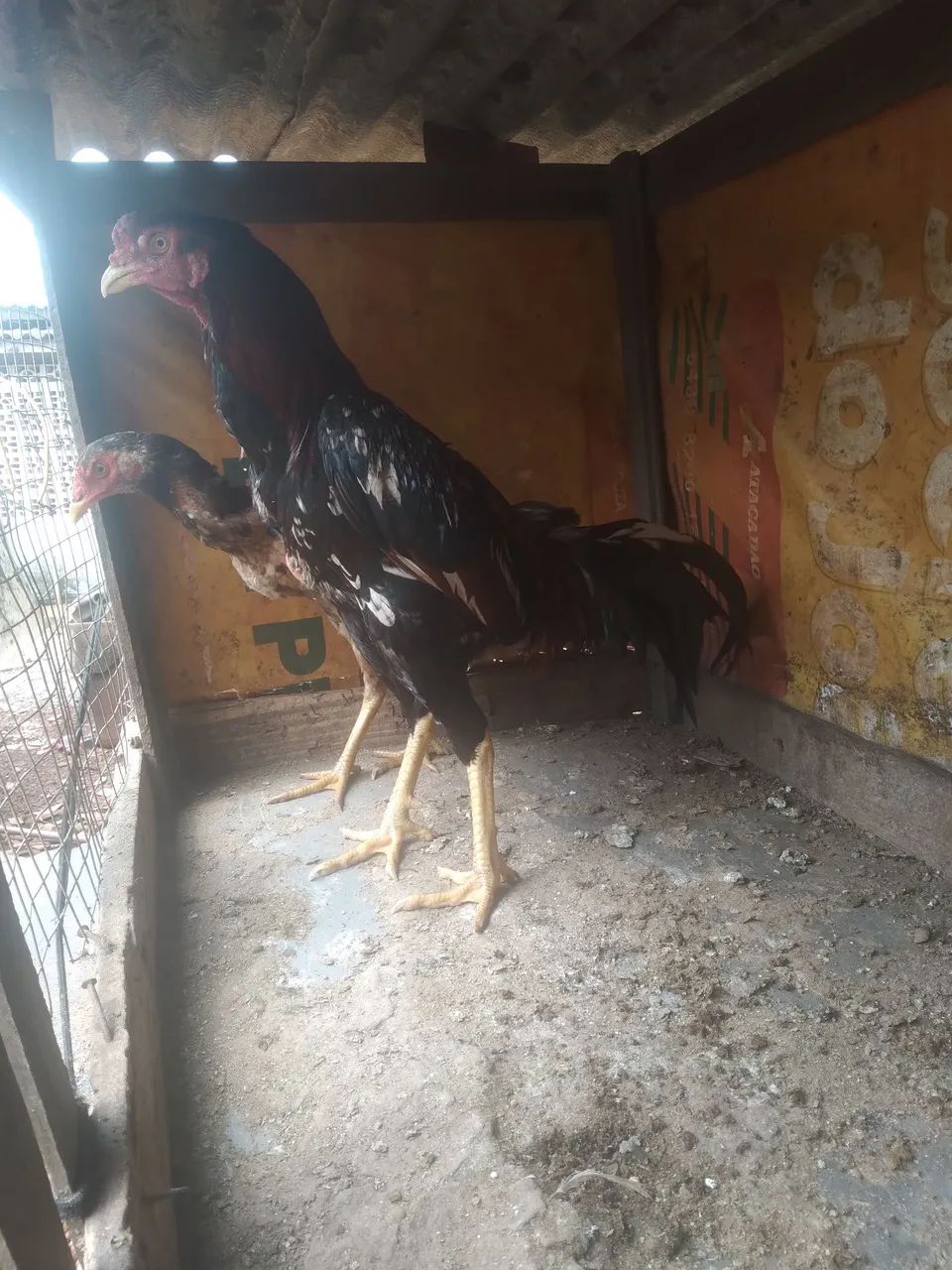Galos e galinhas - Foto 2