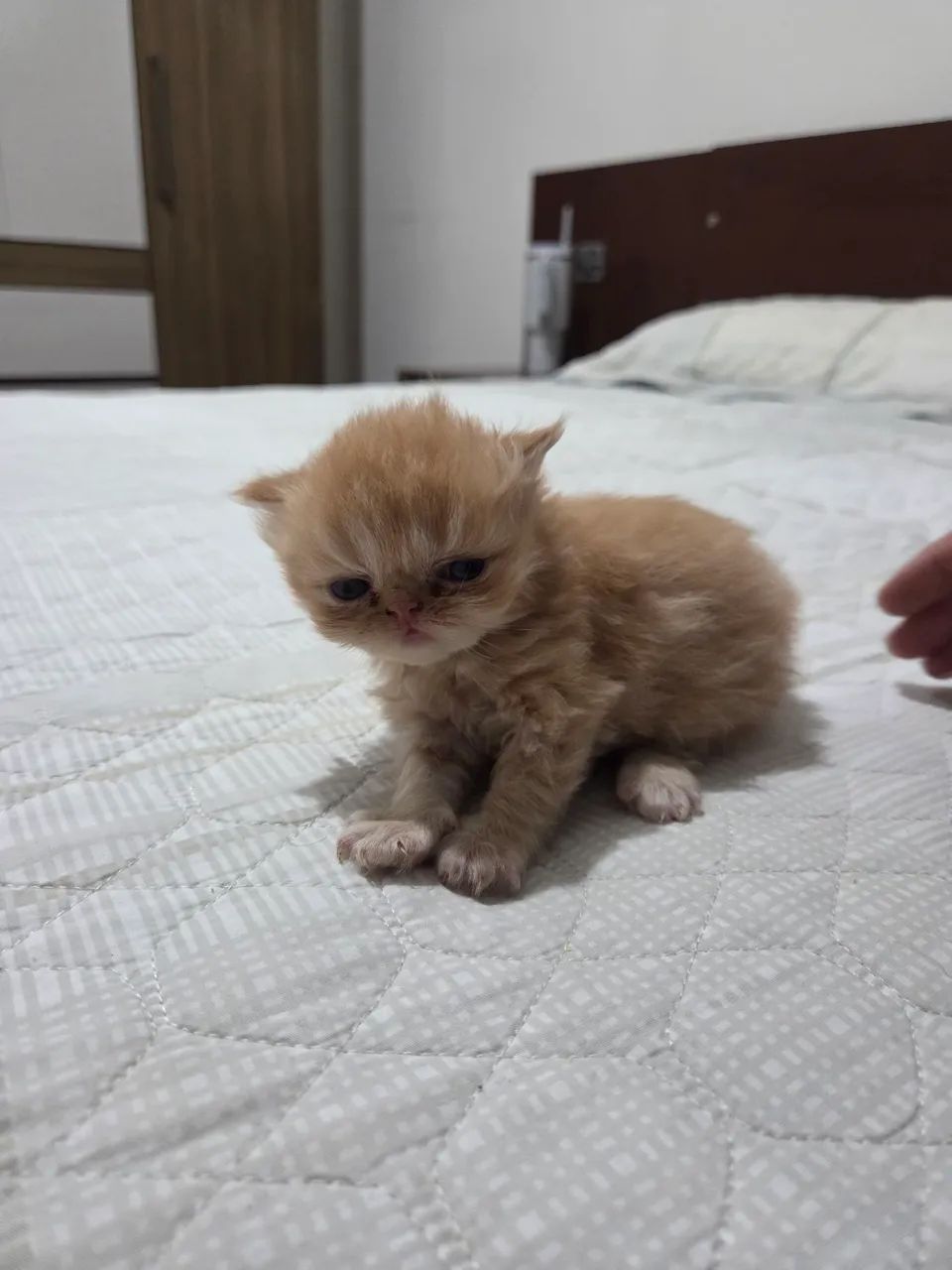 Filhotes Gato persa  - Foto 4