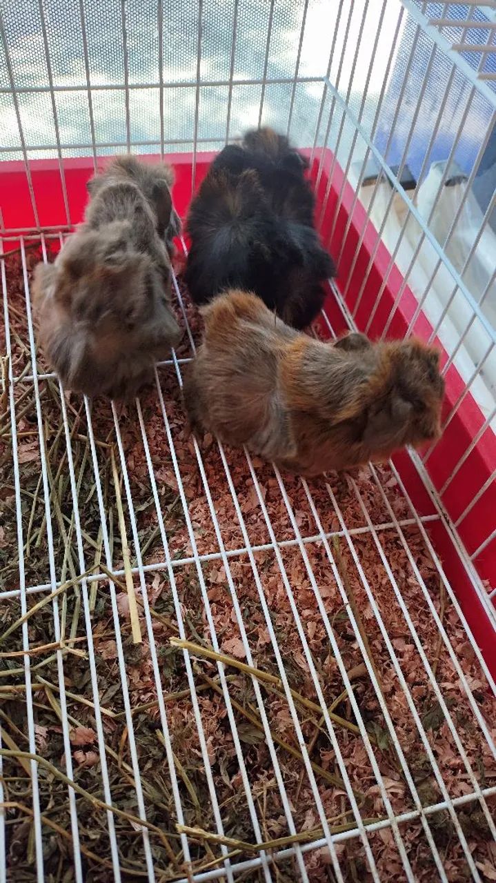 Porquinho da índia pelo longo  - Foto 2