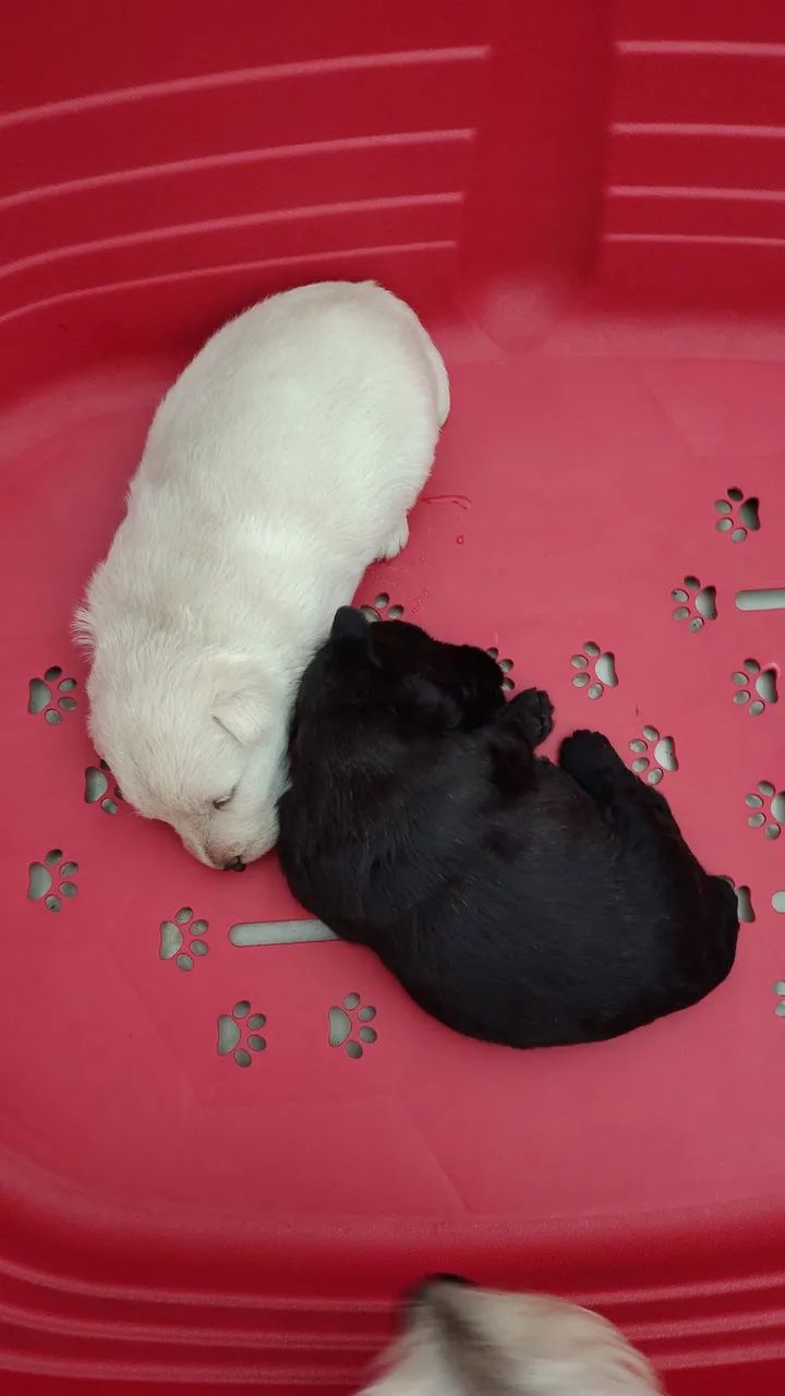 Terrier Escocês  - Foto 4