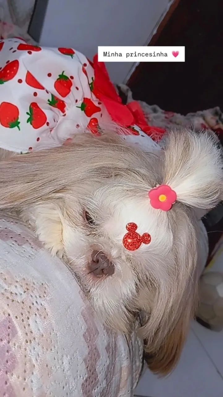 Cachorro 