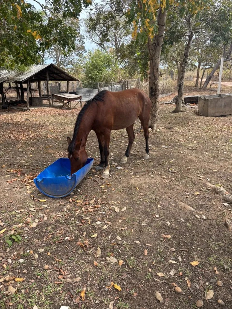 Cavalo