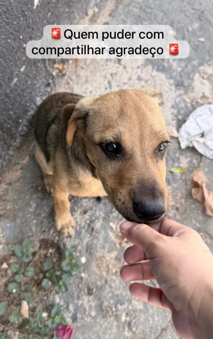Cachorro para doação ( macho)