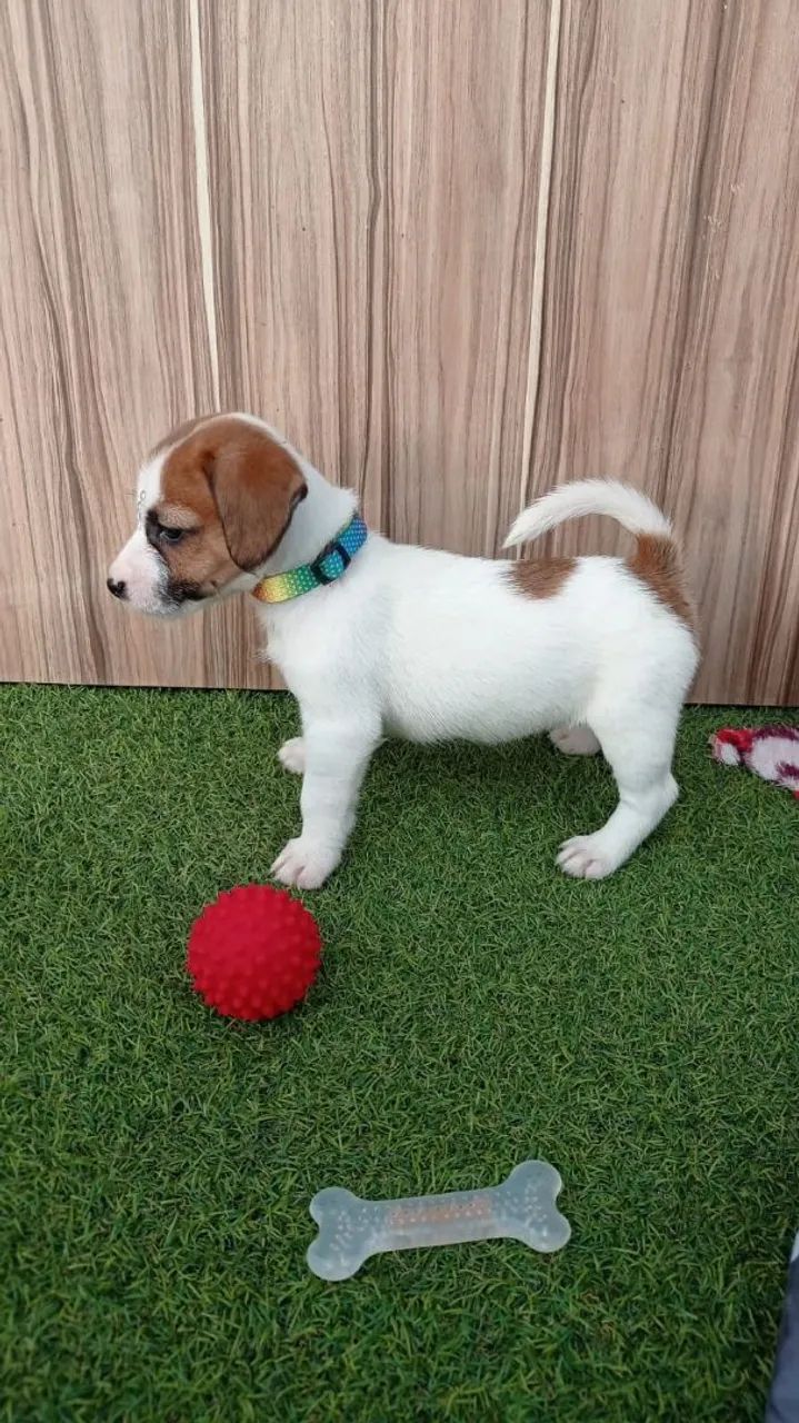 Jack Russell terrier pelo curto e pelo longo  - Foto 2