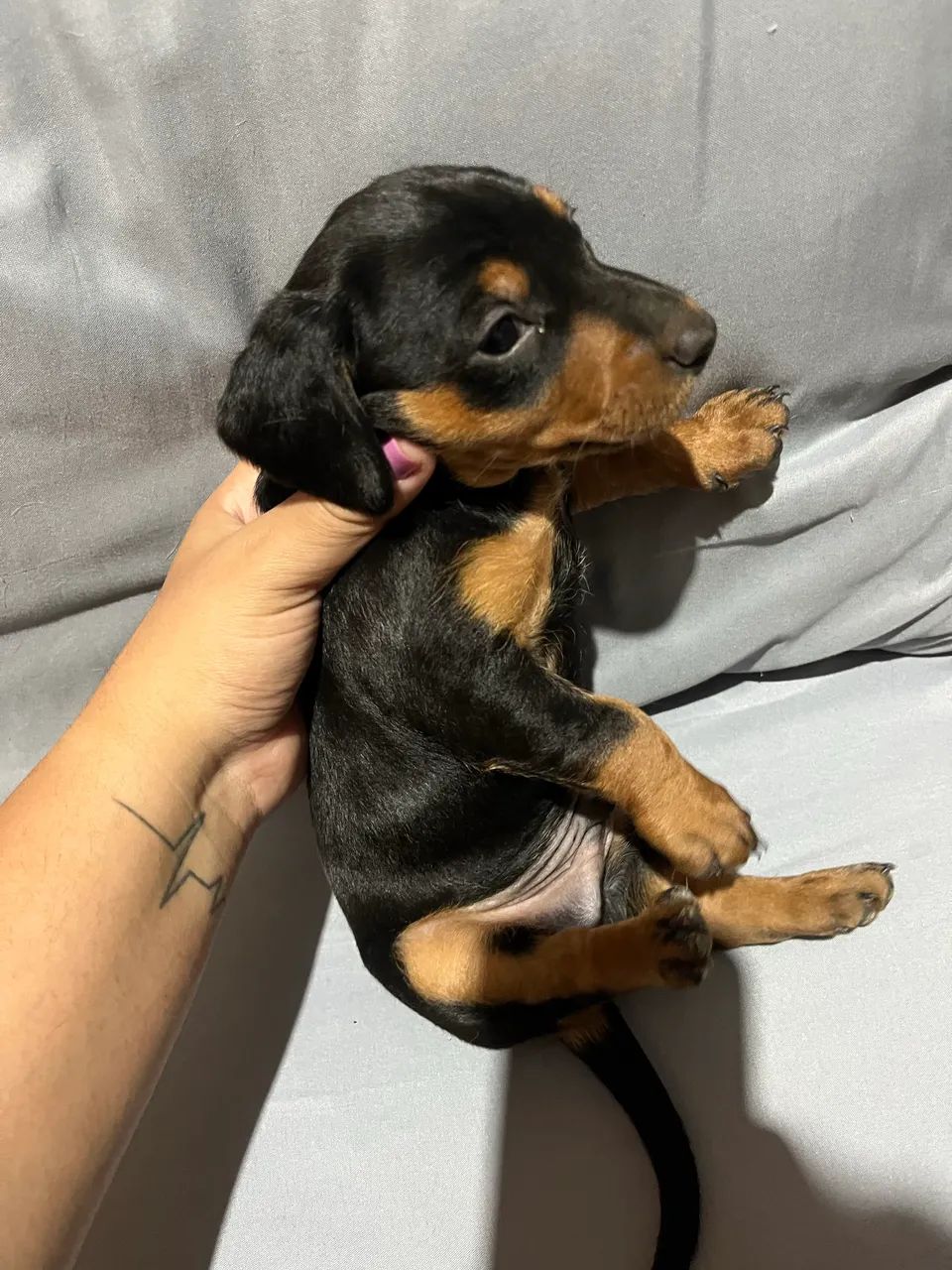 Cachorro - Foto 4