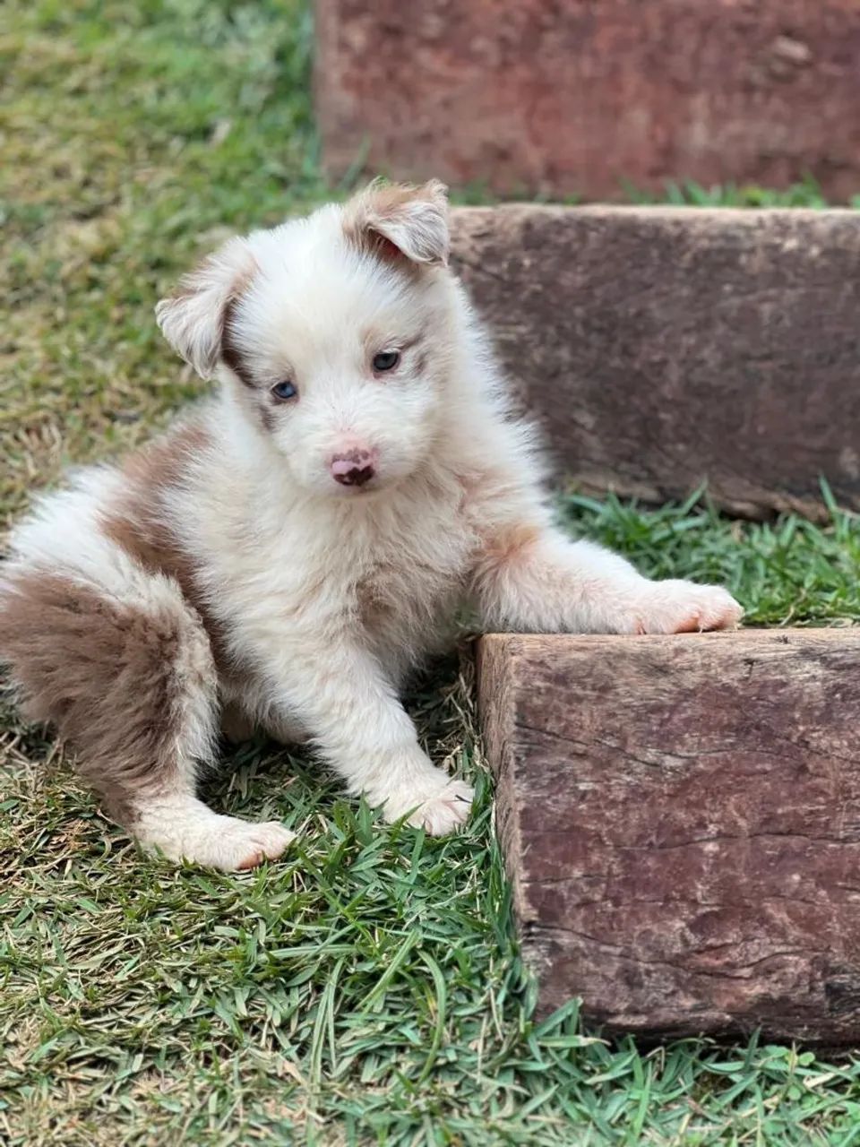 Border Collie  - Foto 3