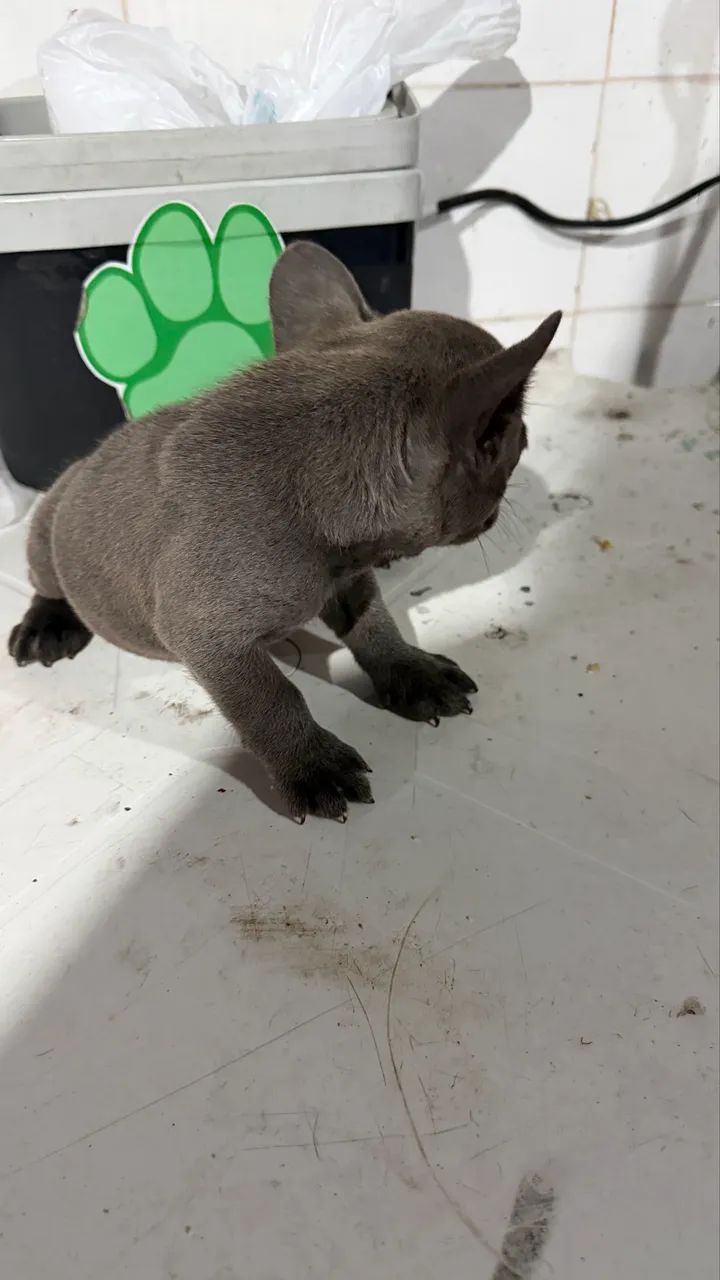 Buldogue  - Foto 4