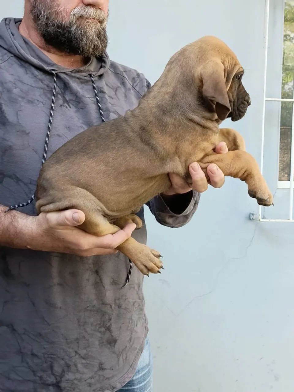 Vendo Fila Brasileiro  - Foto 4