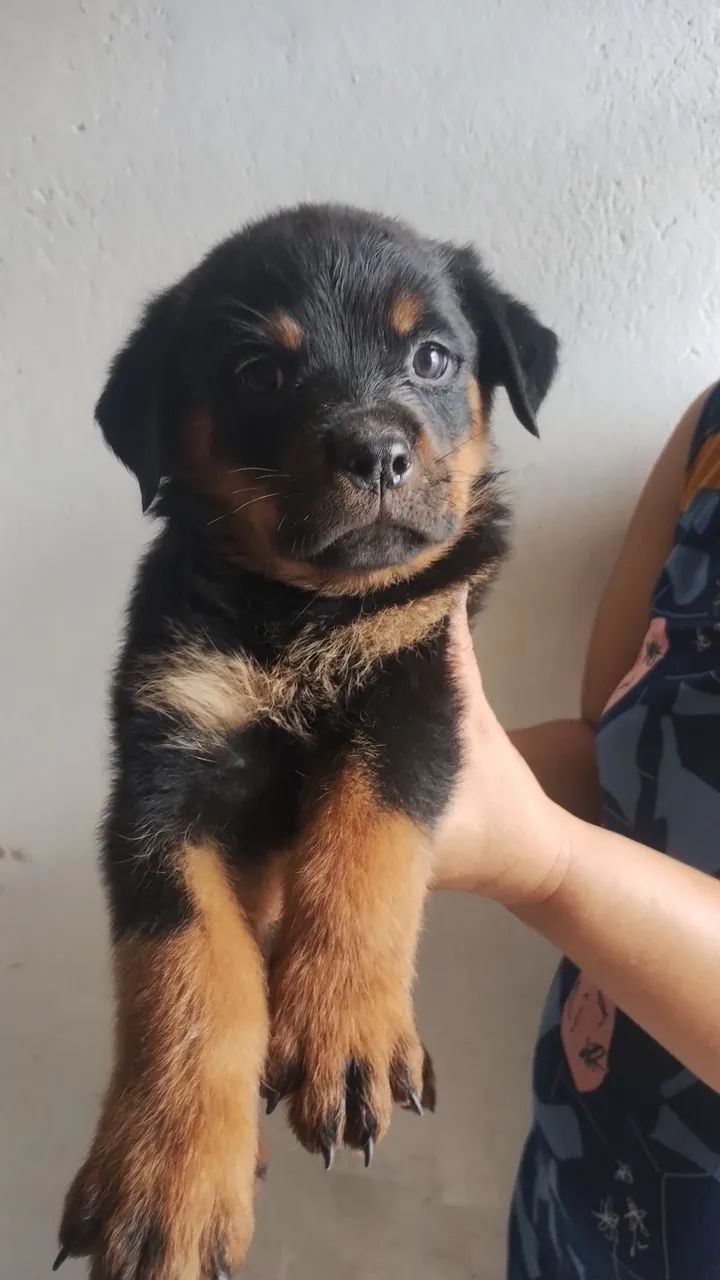 Filhotes de Rottweiler com pedigree CBKC, mais informações whatsapp * - Foto 2