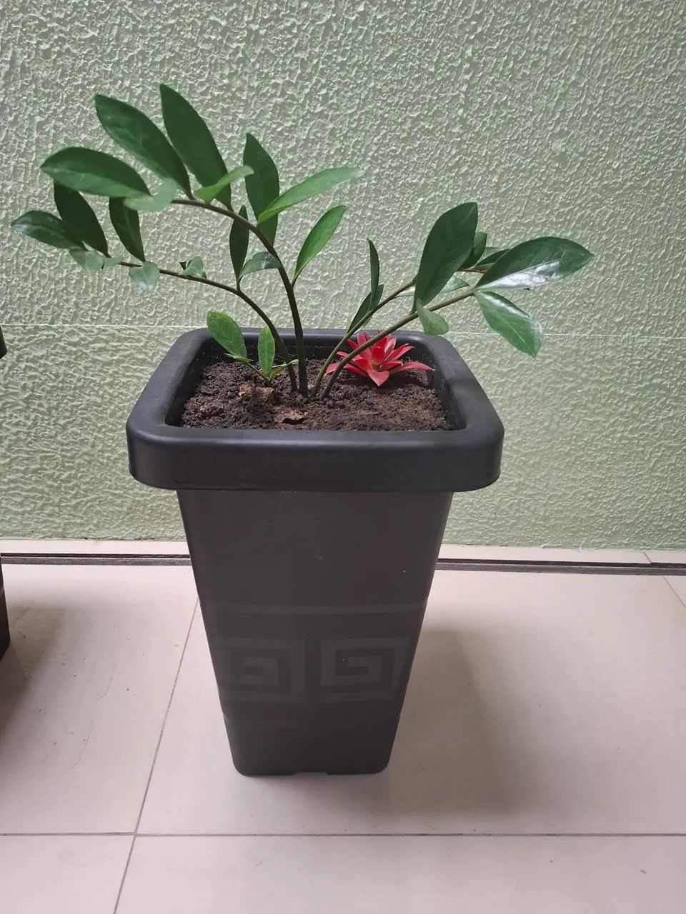 Plantas com caqueira