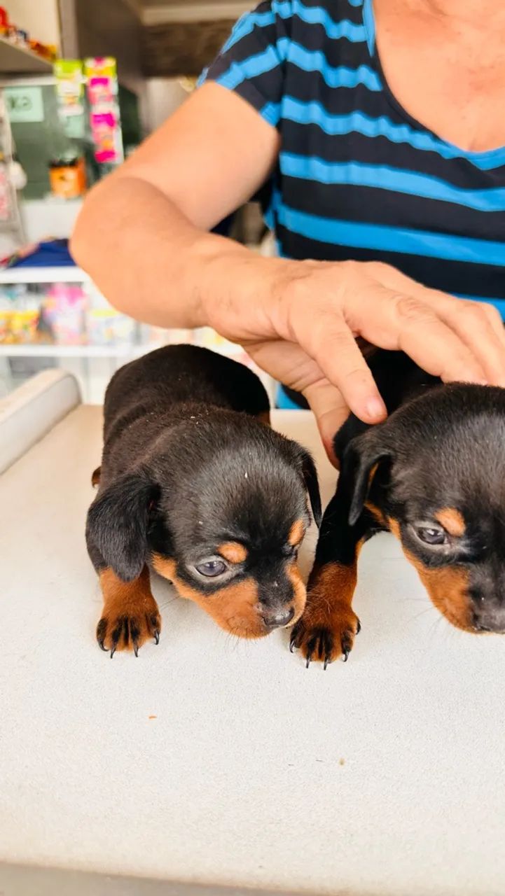 Pinscher  - Foto 3