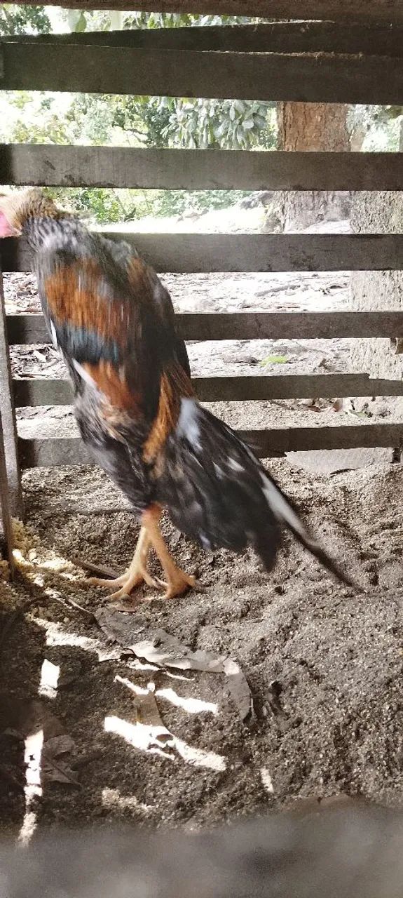 Frango Pedrez 2
