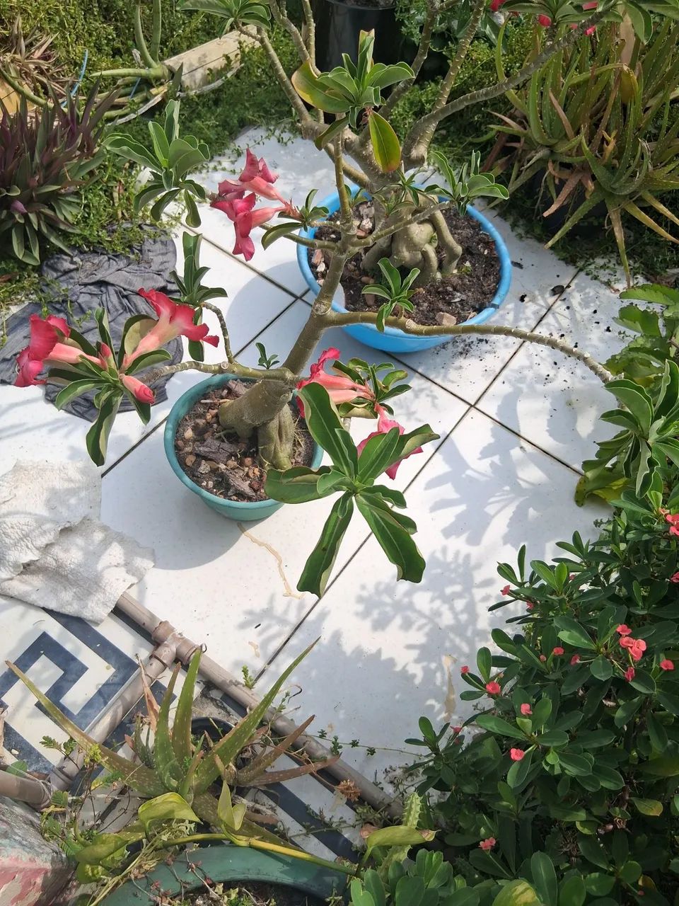 ROSA DO DESERTO  - Foto 2