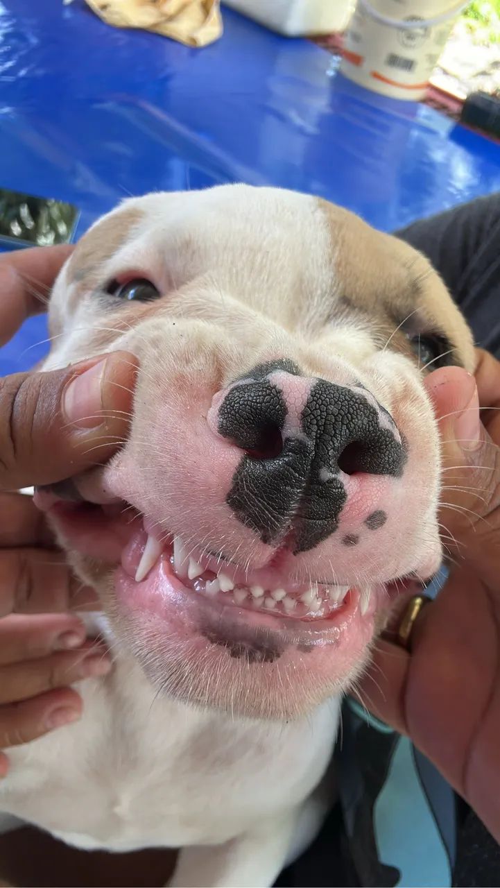 Pitbul fêmea 