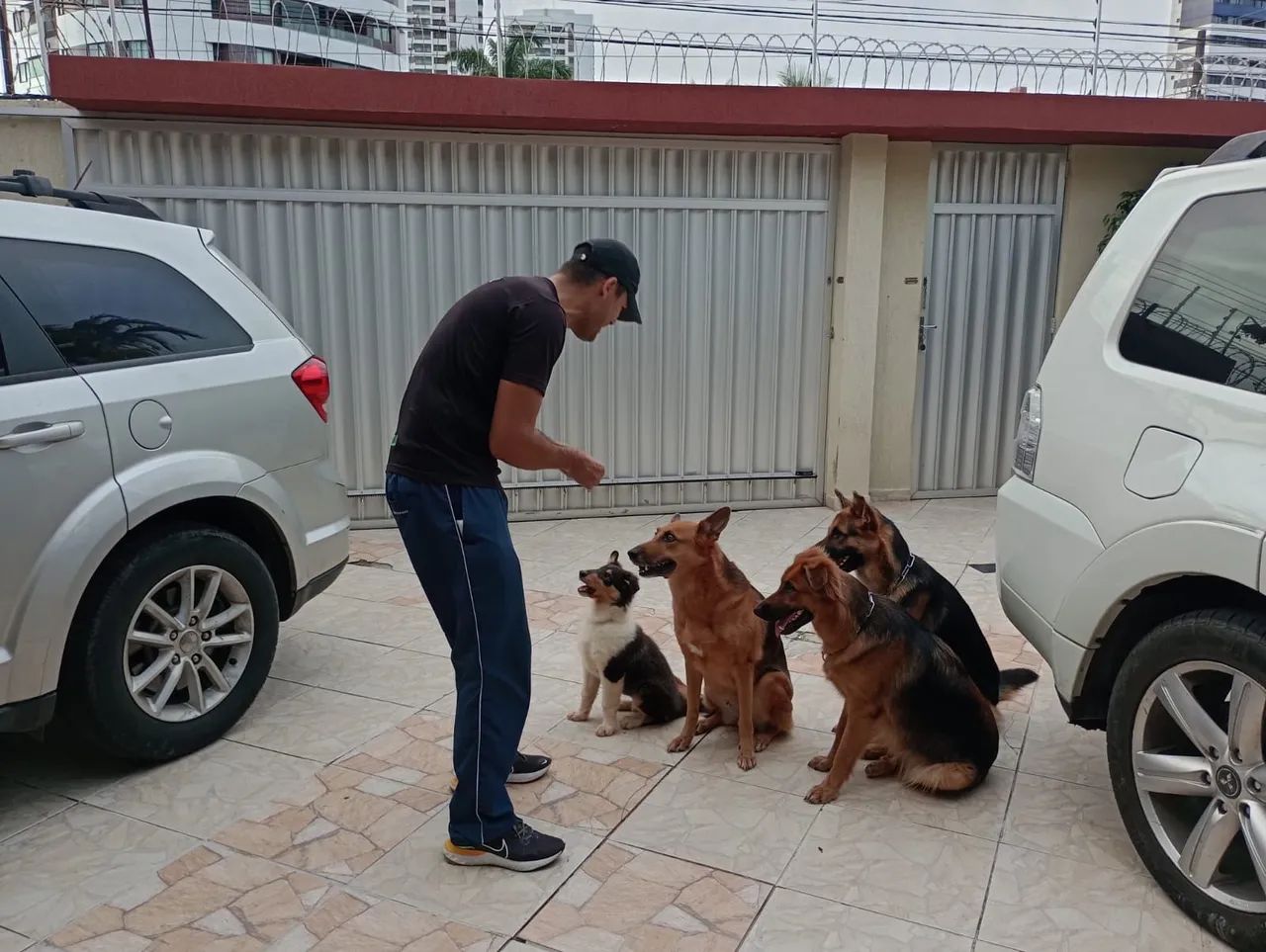 Adestramento de Cães  - Foto 2