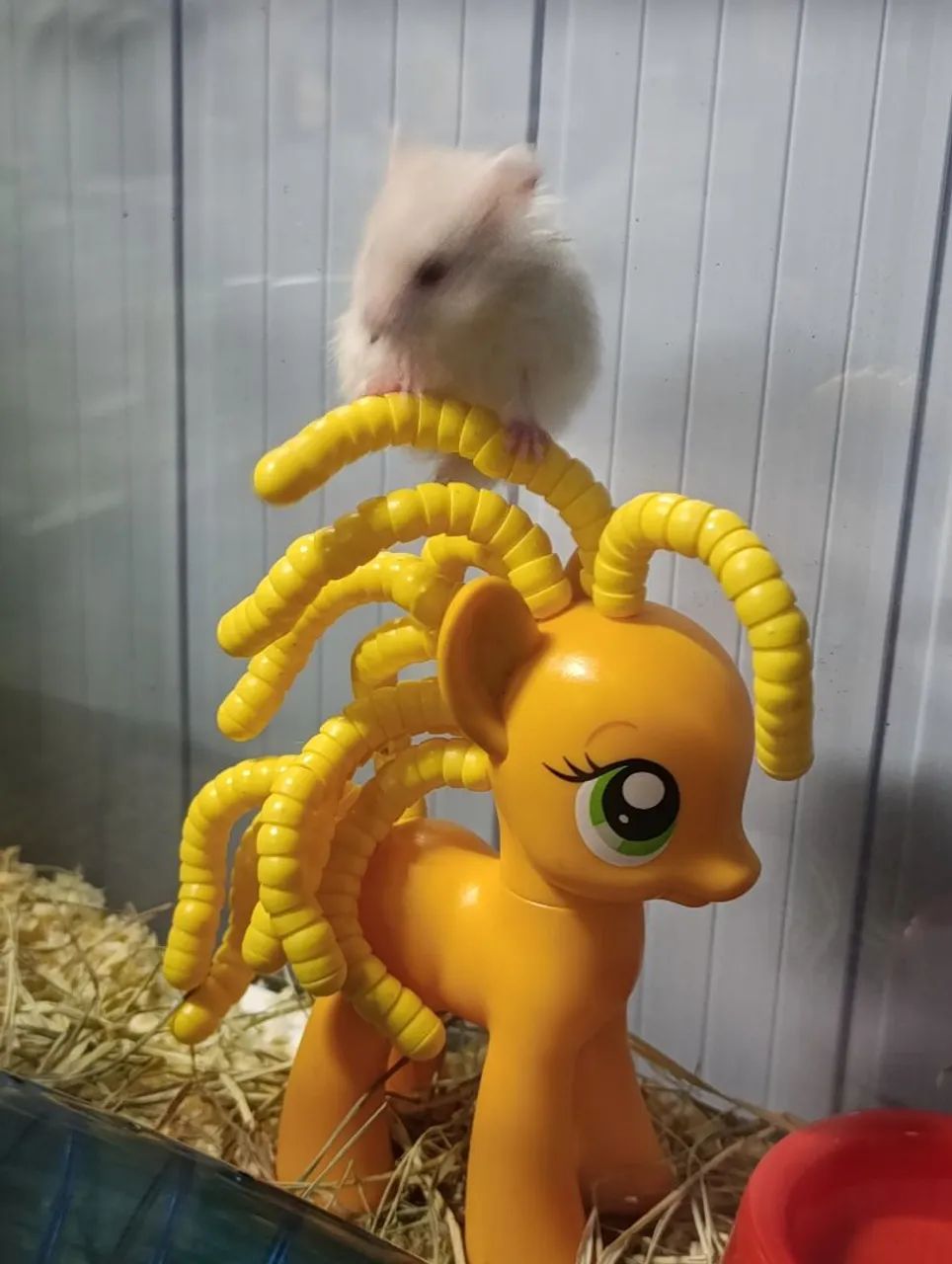 2 Hamster sírio angorá  - Foto 2