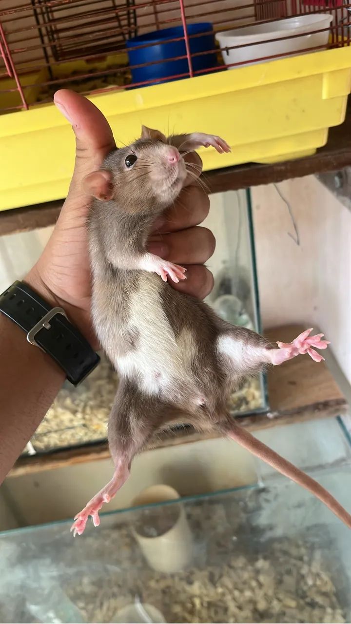 Ratos  - Foto 5