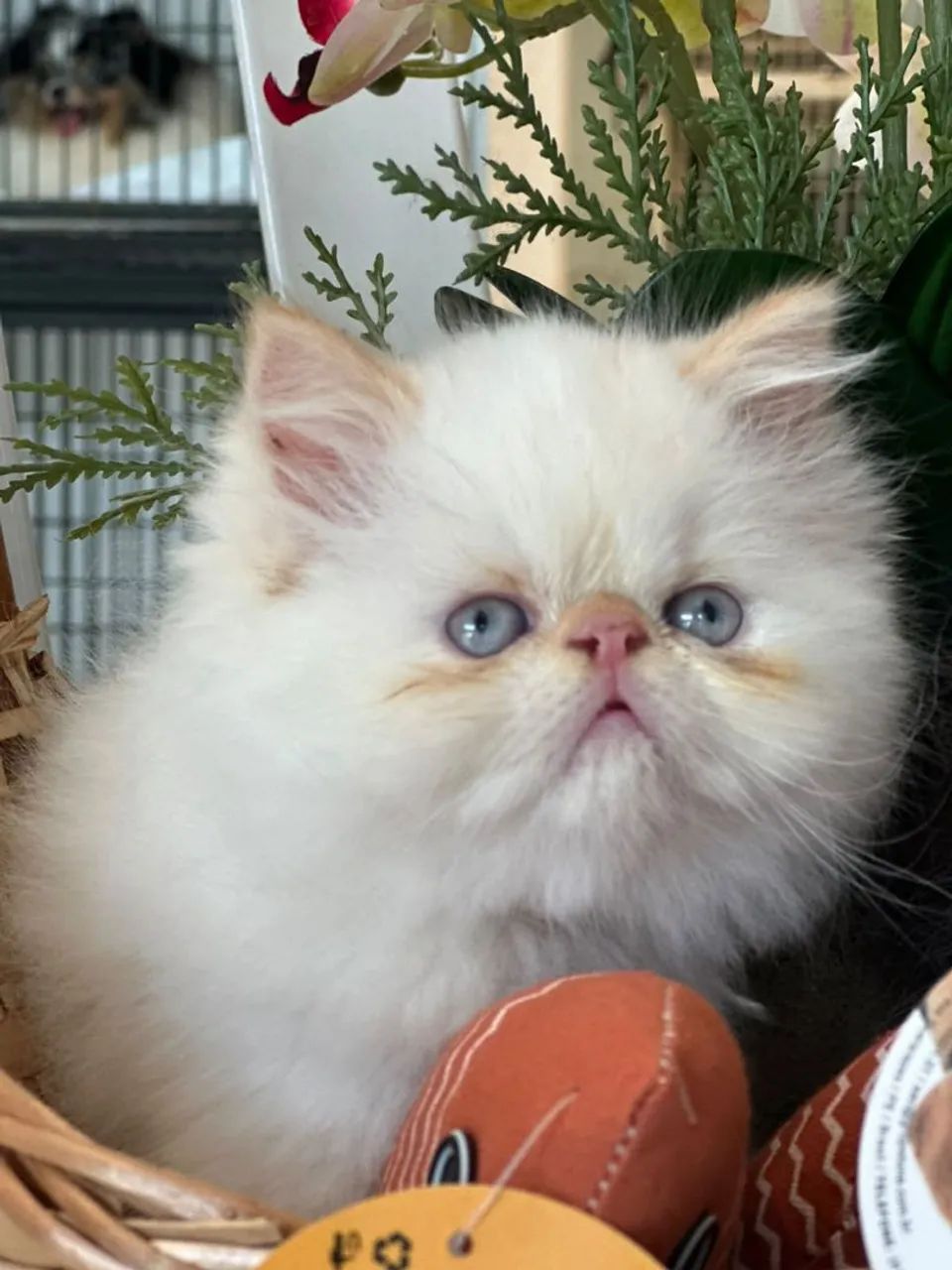 Gata persa.branca