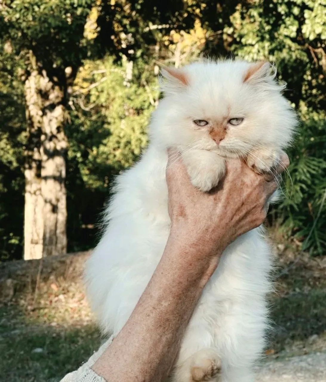 Gata Persa Toda Withe (Branca) - Foto 4