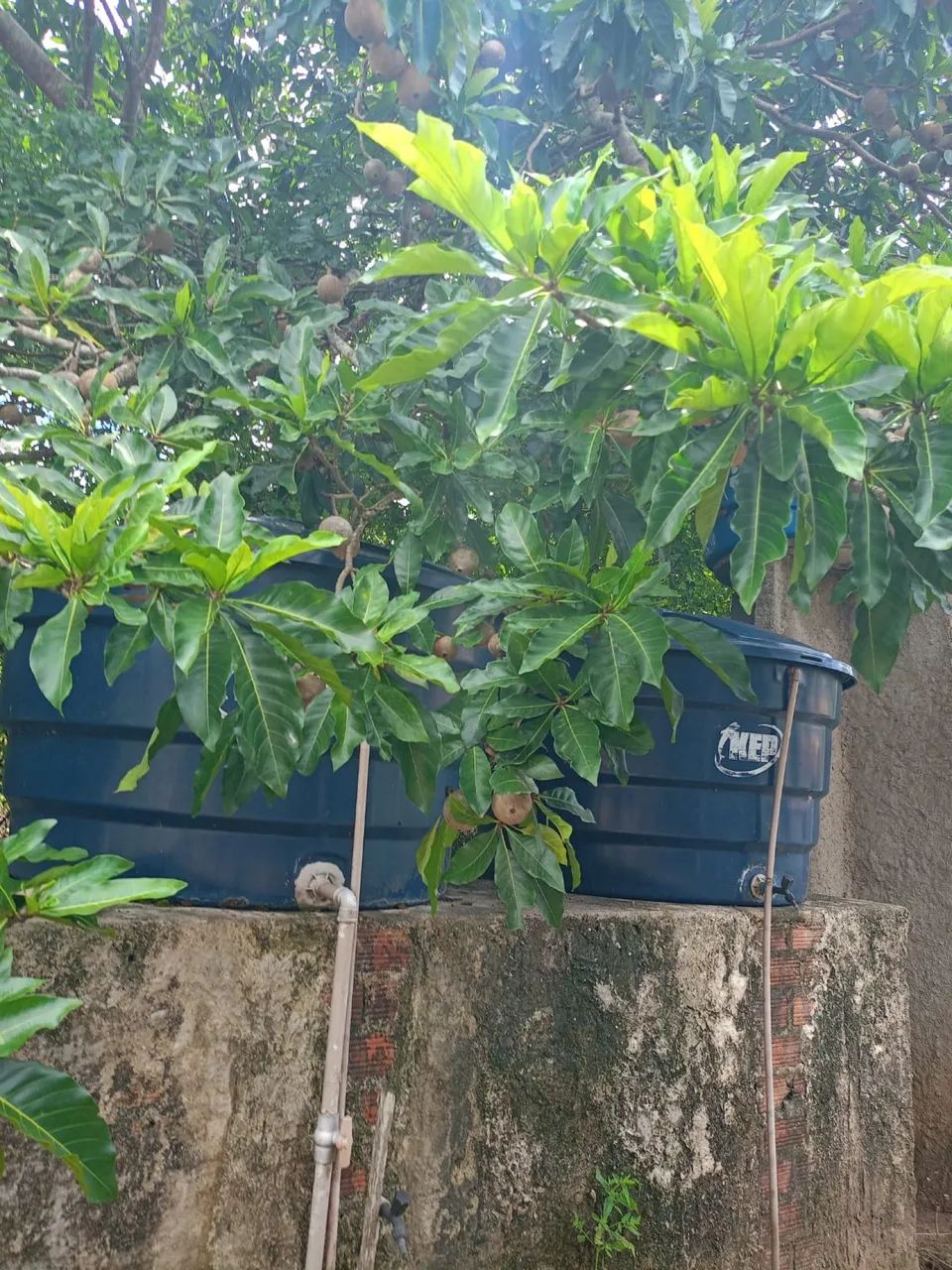 Vendo sítio de malhador tábua  - Foto 4
