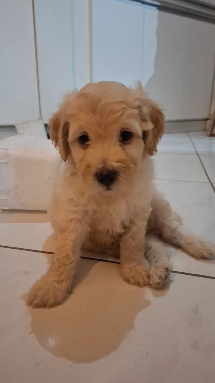 Poodle - Foto 2