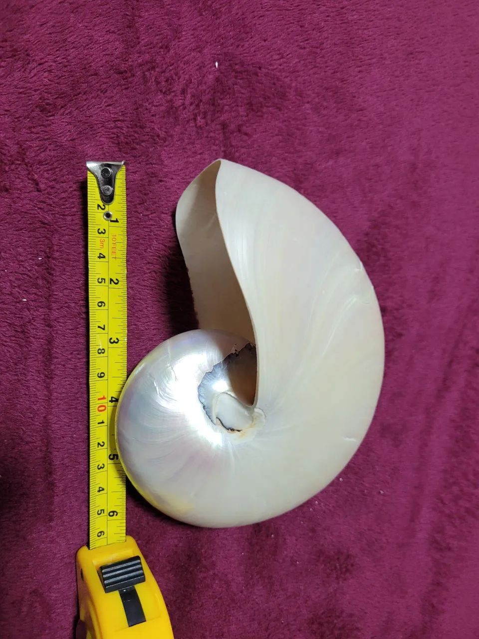 Conchas Nautilus pompilius pérola polida 