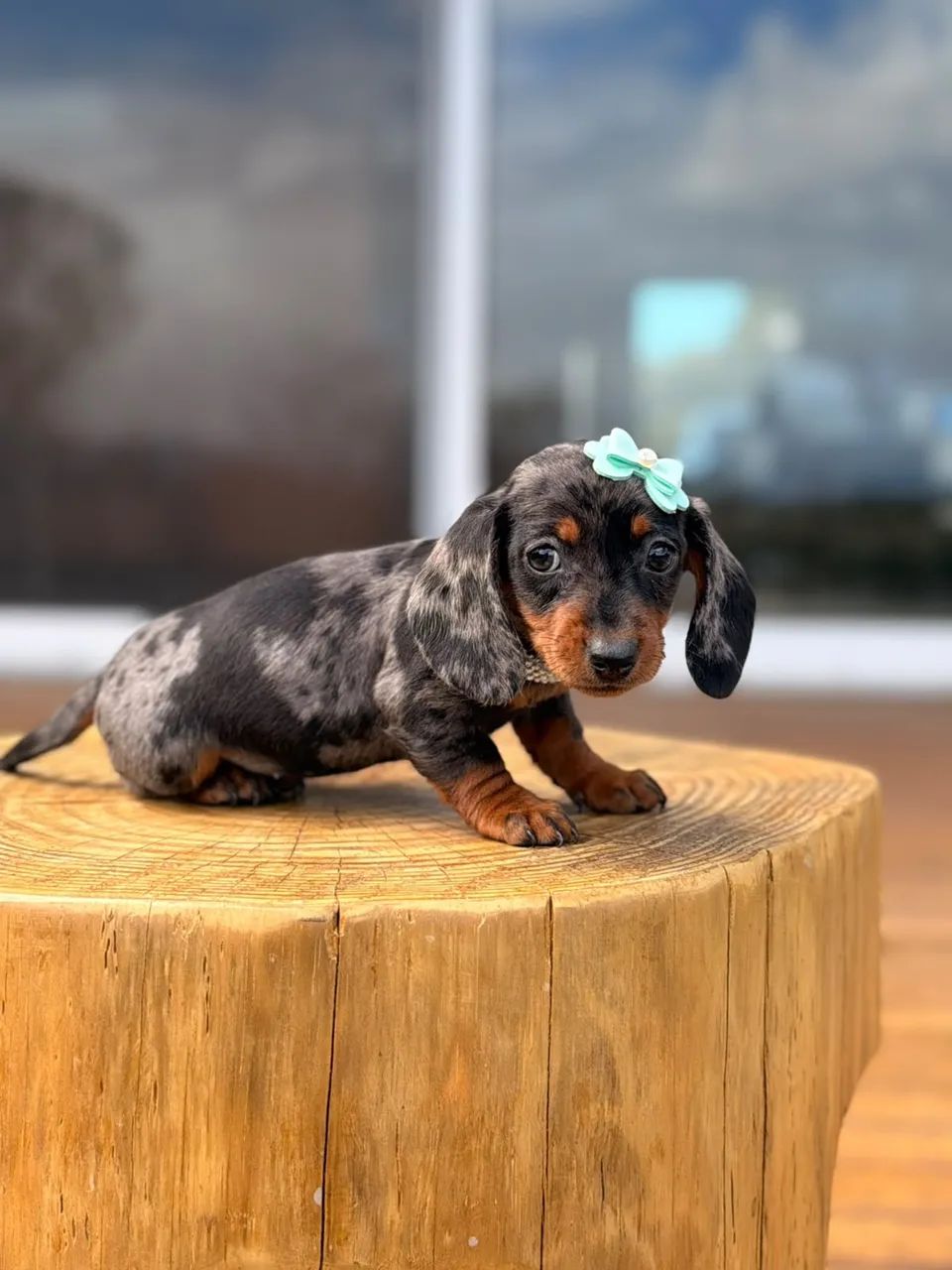 Dachshund Miniatura  - Foto 2