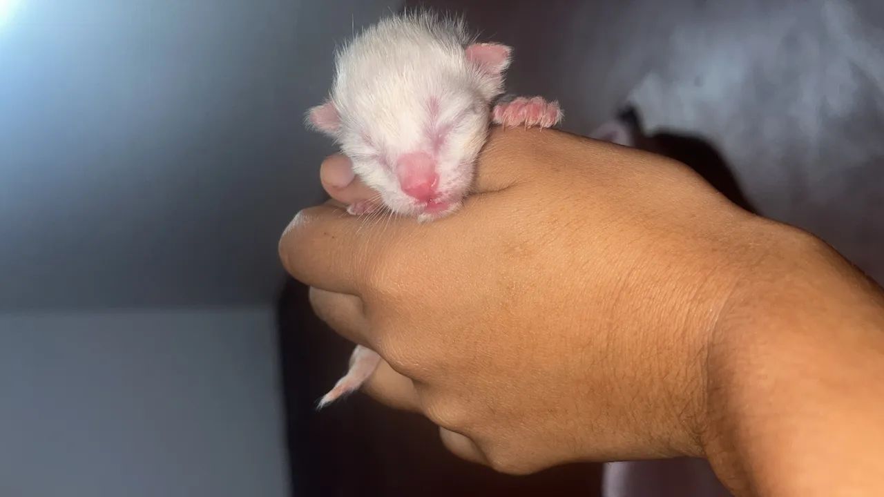 Doa-se gatinhos  - Foto 4