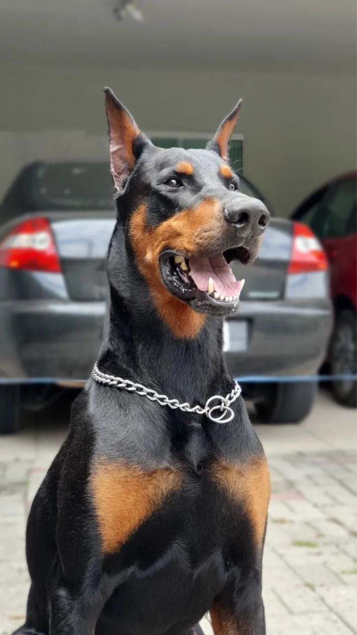 Filhote de Doberman - Foto 2