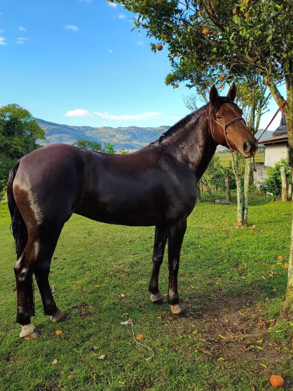 Égua de Total Confiança  - Foto 5