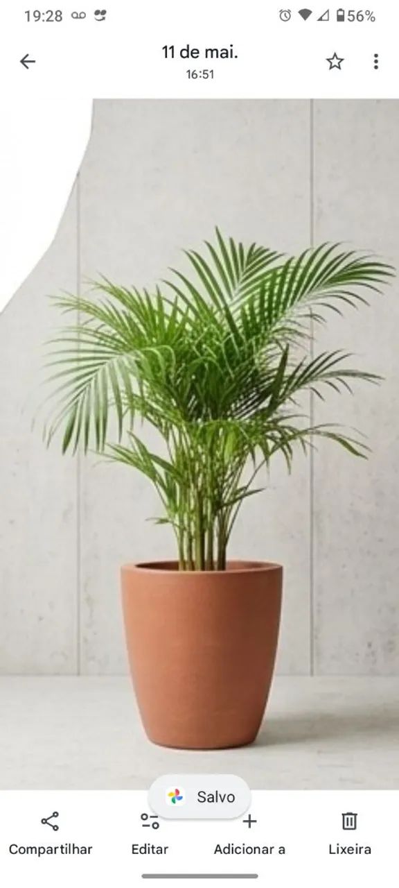 Areca com vaso planta natural 