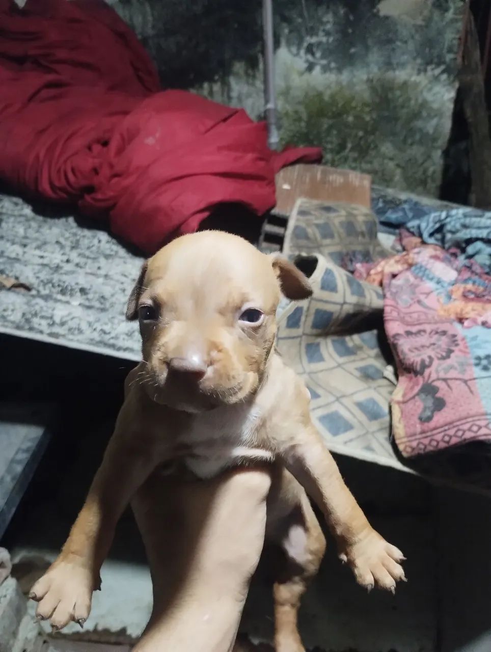Cachorro Pitbull 
