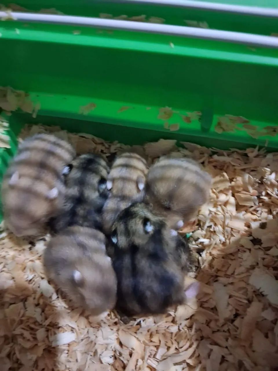 FILHOTE DE HAMISTER