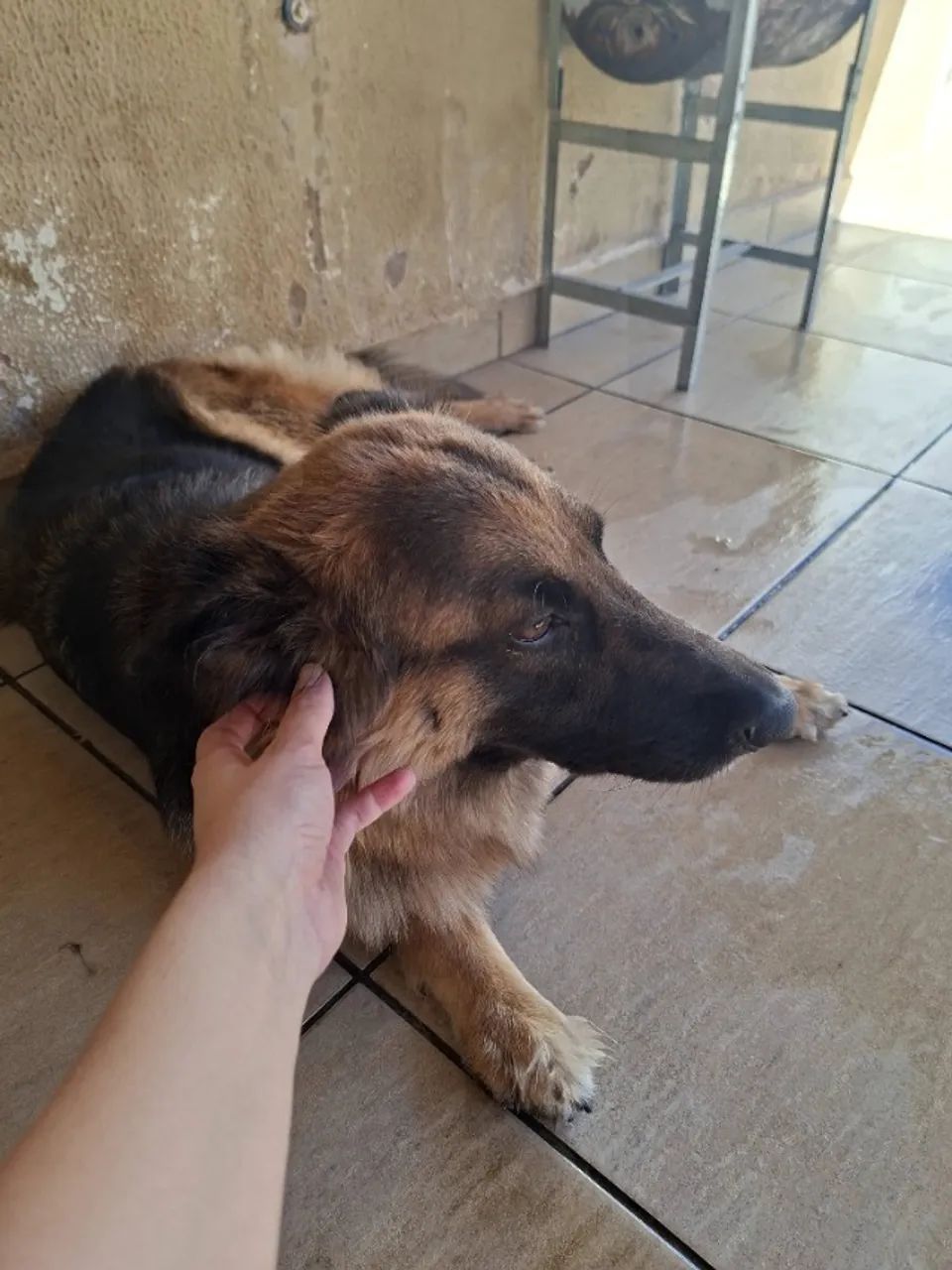 Vende-se Pastor Alemão Fêmea