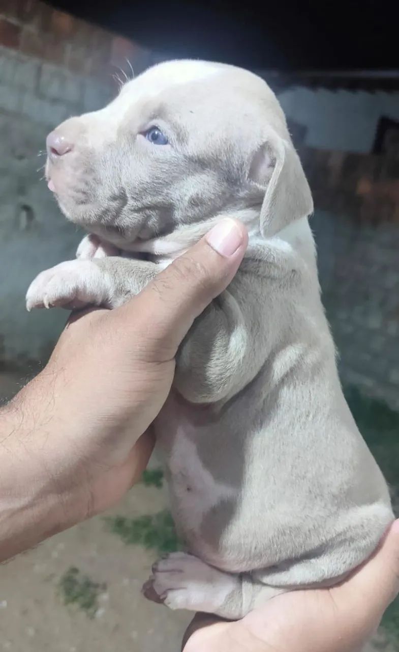 Filhotes de Pitbull  - Foto 2